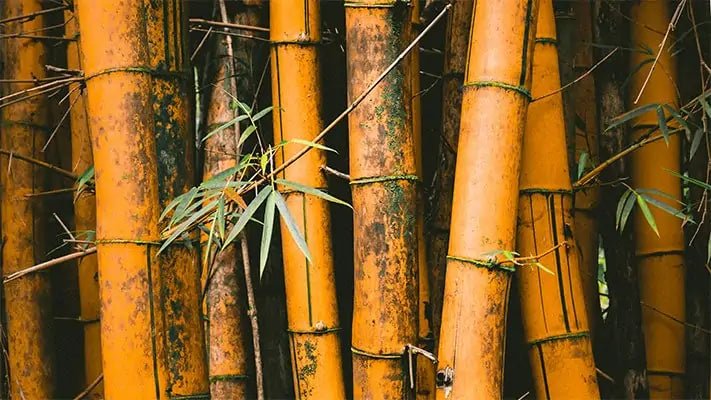 Bamboo Leather: Unveiling the Sustainable Elegance of Nature - EcoArtisans