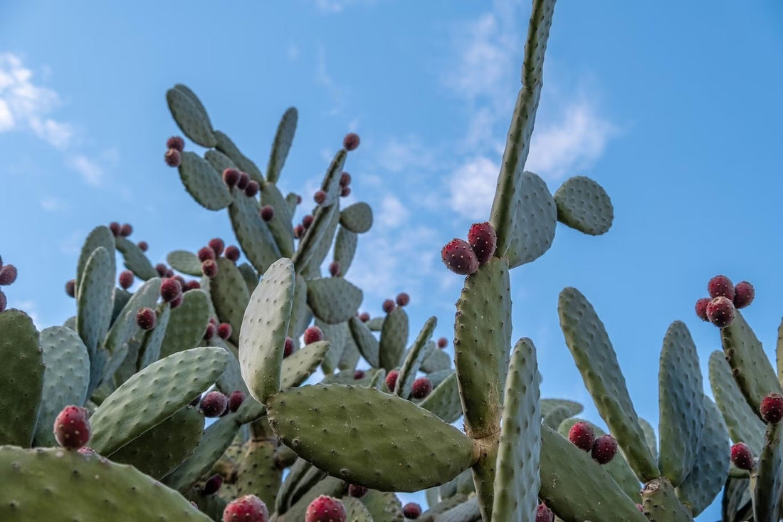 From Desert to Fashion: Unveiling the Secrets of Cactus Leather Wallets - EcoArtisans